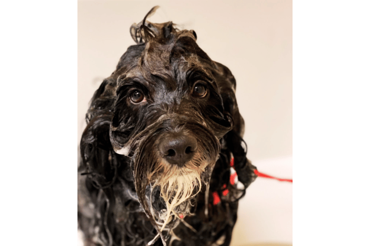 Do-dog-groomers-use-hair-dryers? 