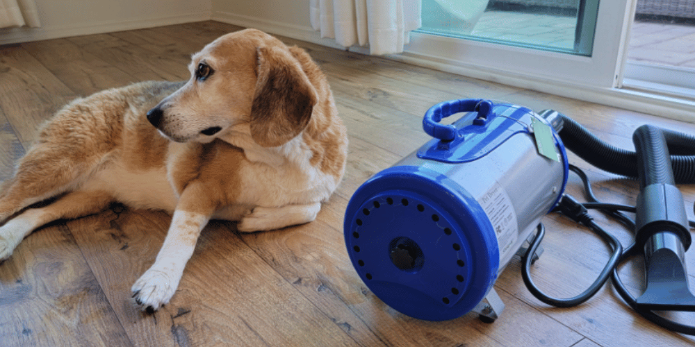 Is-it-good-for-dogs-to-use-a-hair-dryer?  