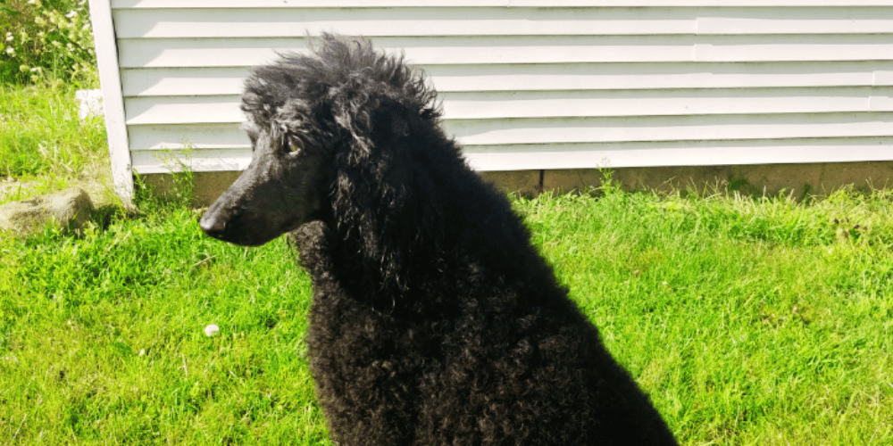 Is-it-good-for-dogs-to-use-a-hair-dryer?  