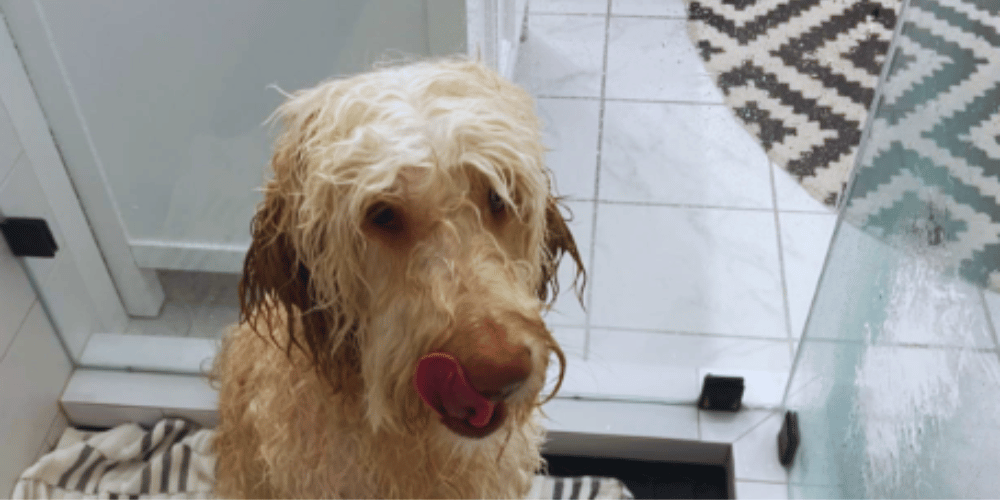 are-dog-hair-dryers-worth-it