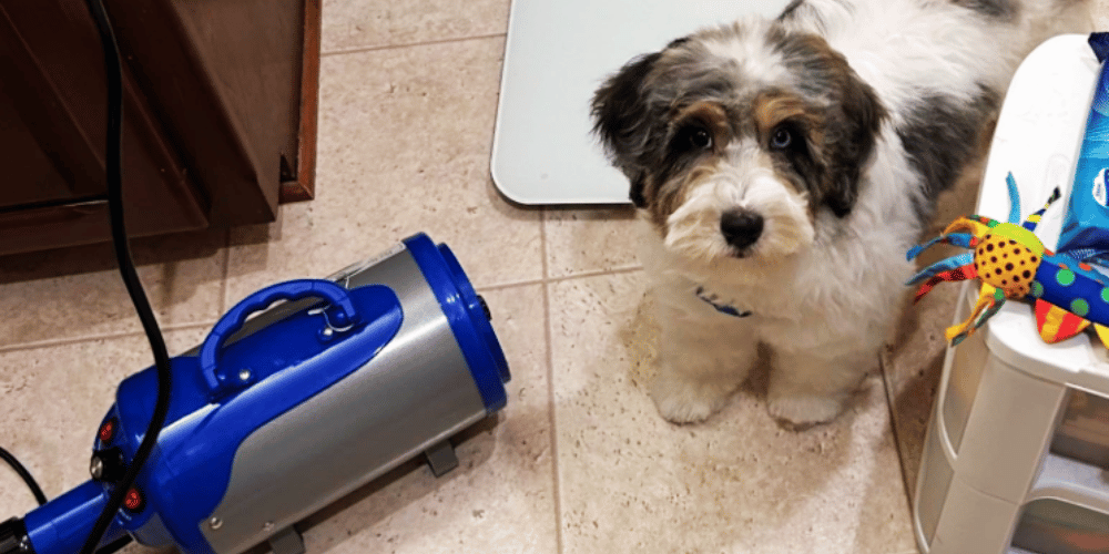 are-dog-hair-dryers-worth-it