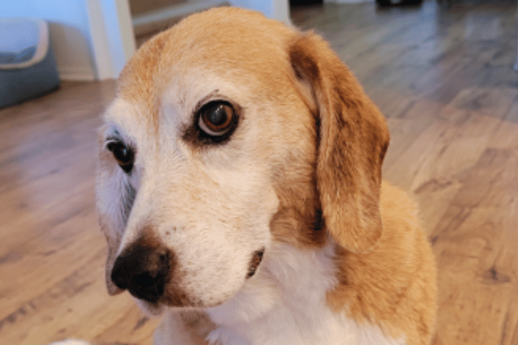 Is-it-good-for-dogs-to-use-a-hair-dryer?  