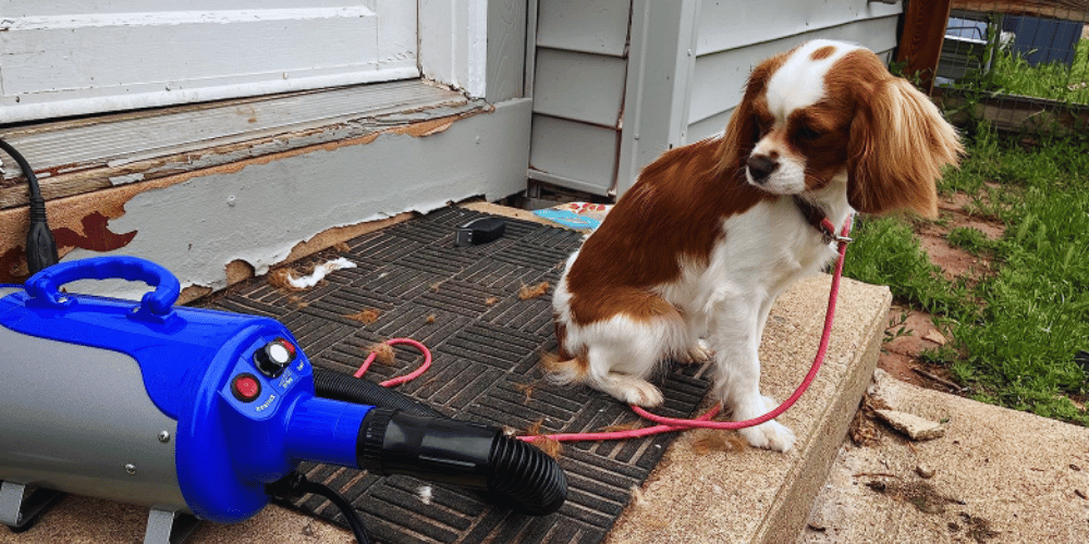 can-you-use-a-human-hair-dryer-on-dogs