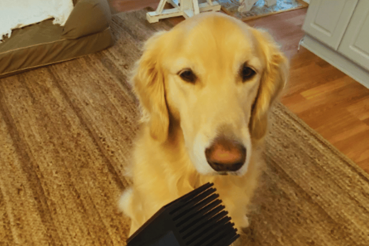 can-you-use-a-human-hair-dryer-on-dogs