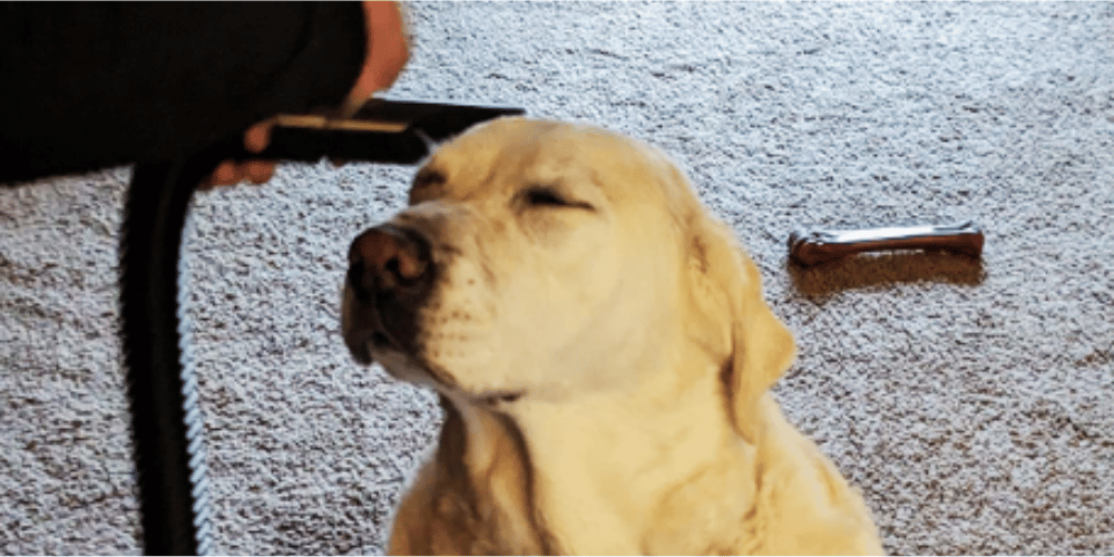 can-you-use-a-human-hair-dryer-on-dogs