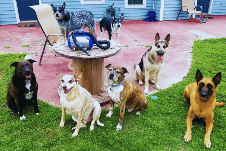 can-you-use-a-human-hair-dryer-on-dogs