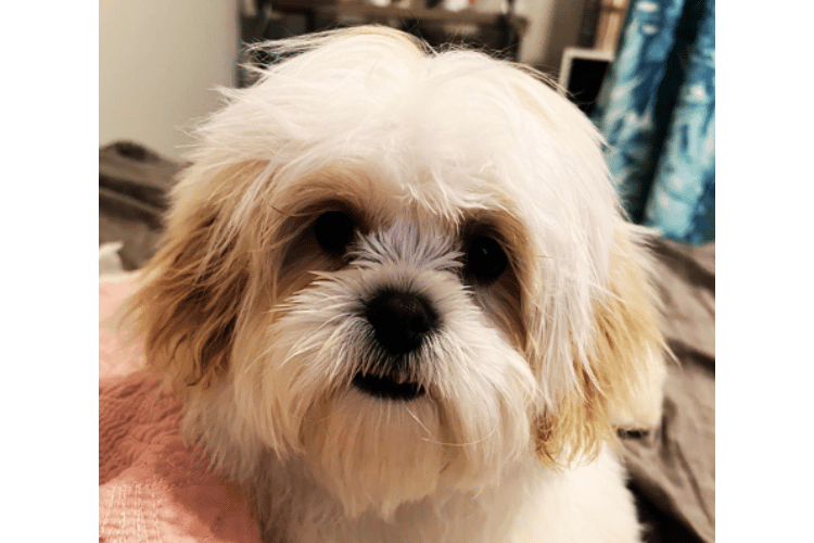 can-you-use-a-human-hair-dryer-on-dogs