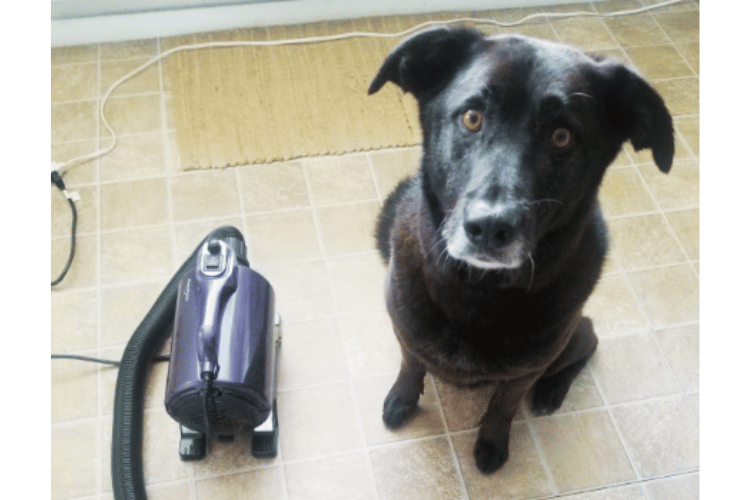 how-does-a-dog-dryer-work