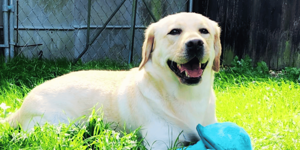 how-does-a-dog-dryer-work