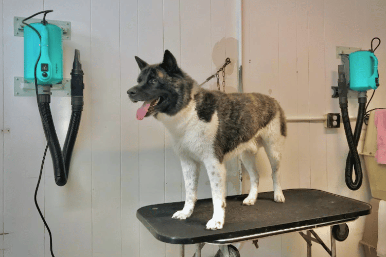 how-does-a-dog-dryer-work