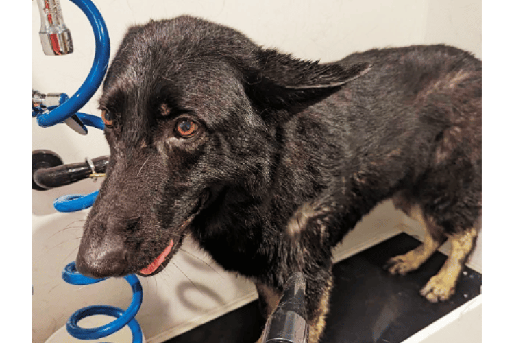 what-should-i-look-for-in-a-dog-hair-dryer