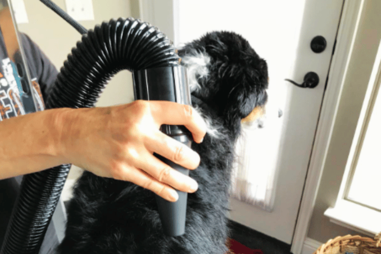 what-should-i-look-for-in-a-dog-hair-dryer