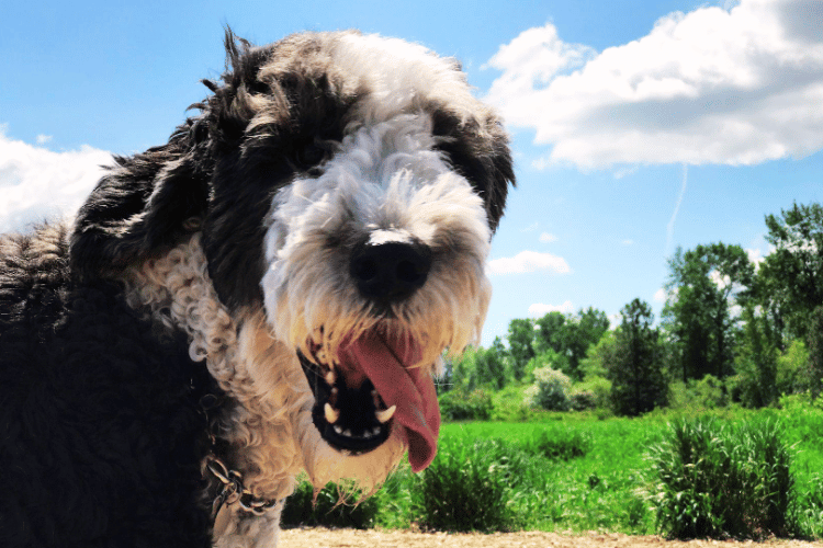 what-should-i-look-for-in-a-dog-hair-dryer