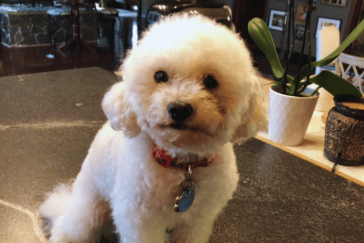 what-should-i-look-for-in-a-dog-hair-dryer