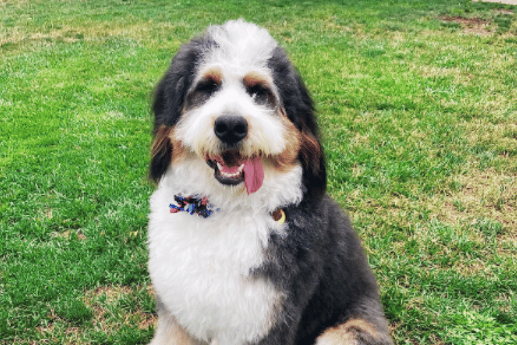 what-should-i-look-for-in-a-dog-hair-dryer