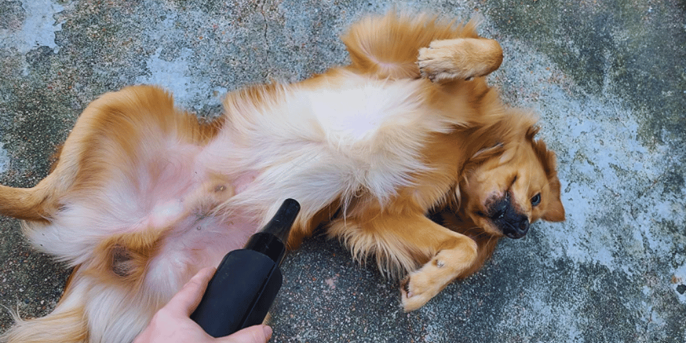 whats-the-difference-between-a-human-hair-dryer-and-a-dog-hair-dryer