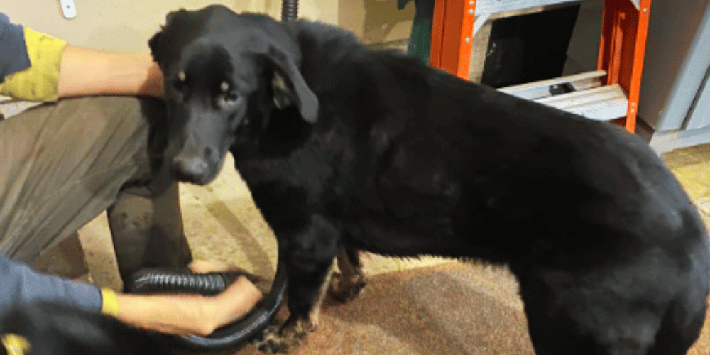 whats-the-difference-between-a-human-hair-dryer-and-a-dog-hair-dryer