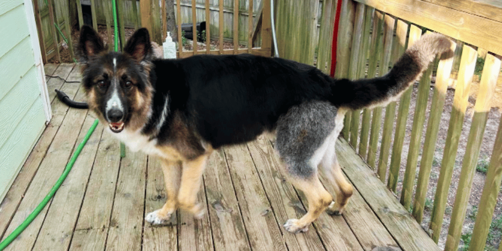 whats-the-difference-between-a-human-hair-dryer-and-a-dog-hair-dryer