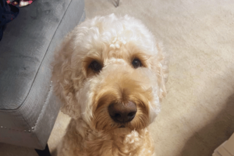 whats-the-difference-between-a-human-hair-dryer-and-a-dog-hair-dryer