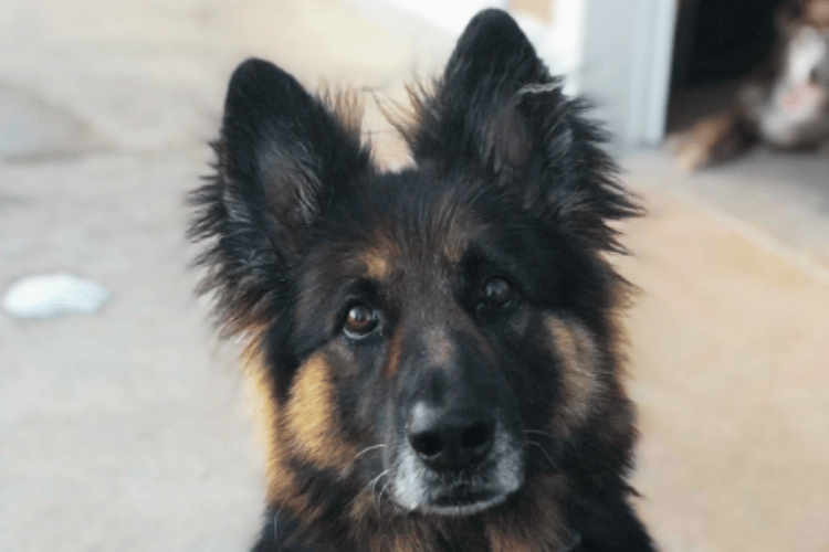 whats-the-difference-between-a-human-hair-dryer-and-a-dog-hair-dryer