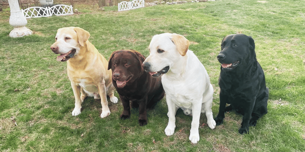 whats-the-easiest-way-to-dry-a-dog