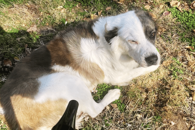 whats-the-easiest-way-to-dry-a-dog