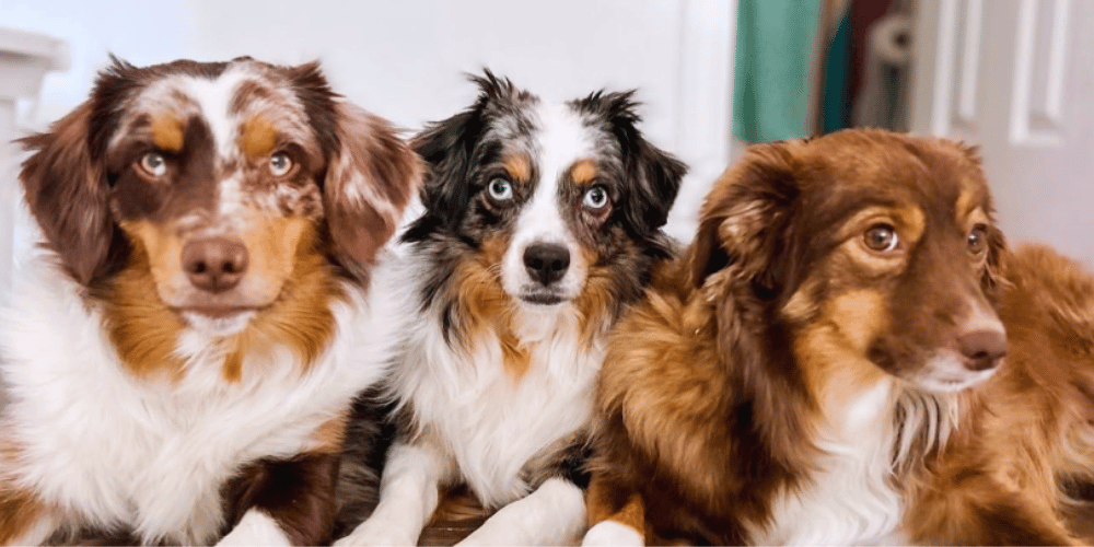 whats-the-easiest-way-to-dry-a-dog