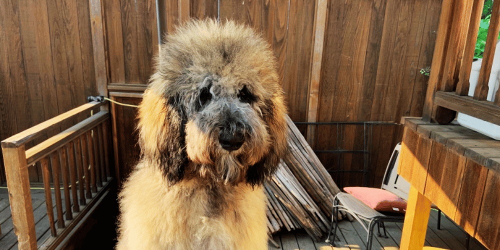 how-does-a-dog-dryer-work