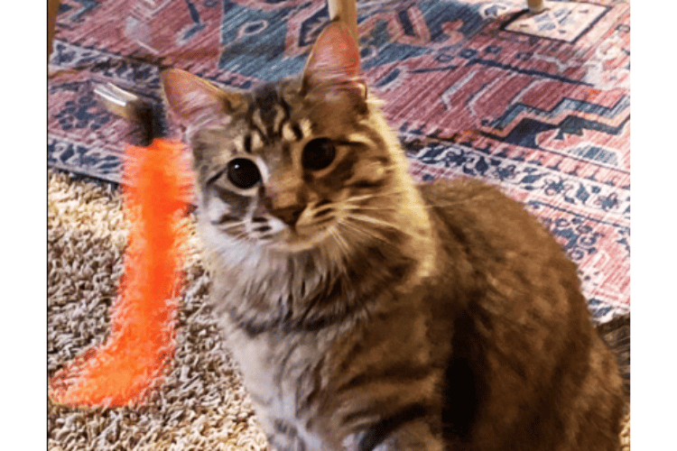 why-do-cats-like-wand-toys