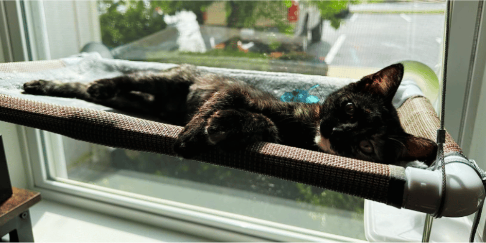How-do-I-get-my-cat-to-use-a-window-hammock?