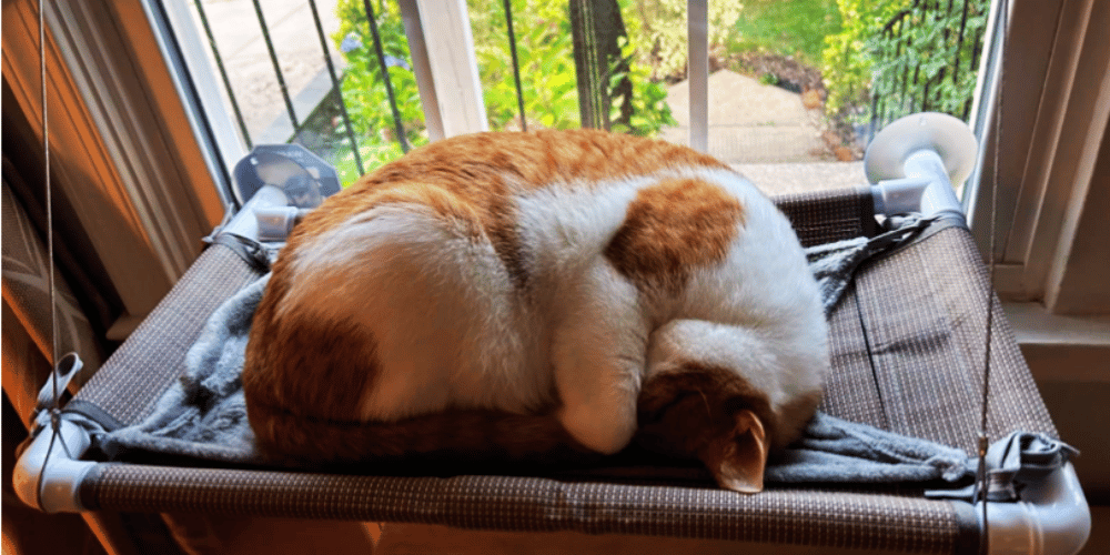 How-do-I-get-my-cat-to-use-a-window-hammock?