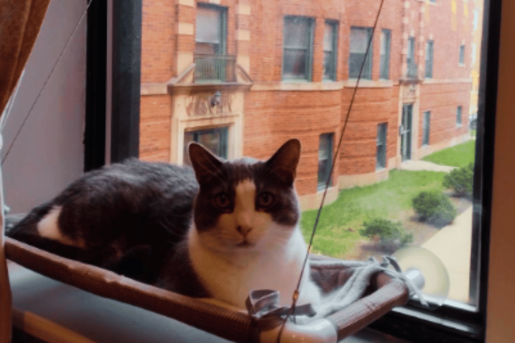 How-do-I-get-my-cat-to-use-a-window-hammock?