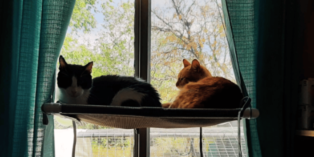 How-do-I-get-my-cat-to-use-a-window-hammock?