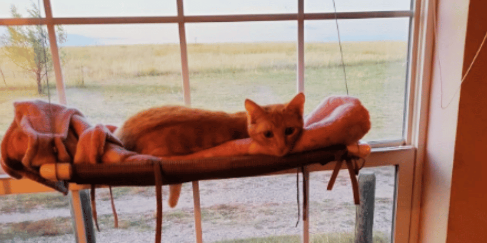 How-do-I-get-my-cat-to-use-a-window-hammock?