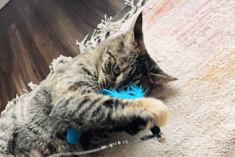 How-do-you-attach-a-cat-toy-to-a-wand?