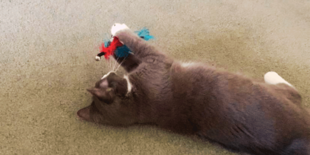 How-do-you-attach-a-cat-toy-to-a-wand?