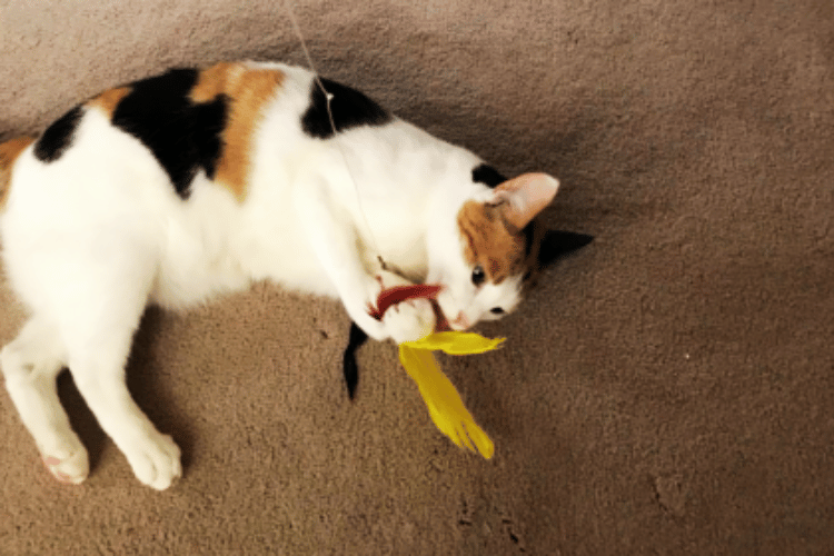 How-do-you-attach-a-cat-toy-to-a-wand?