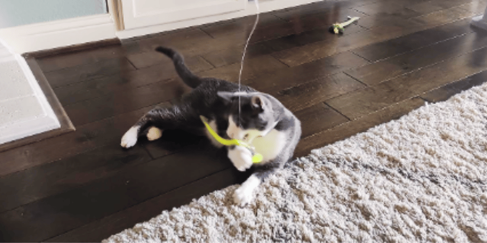 How-do-you-play-with-a-cat-with-a-wand?