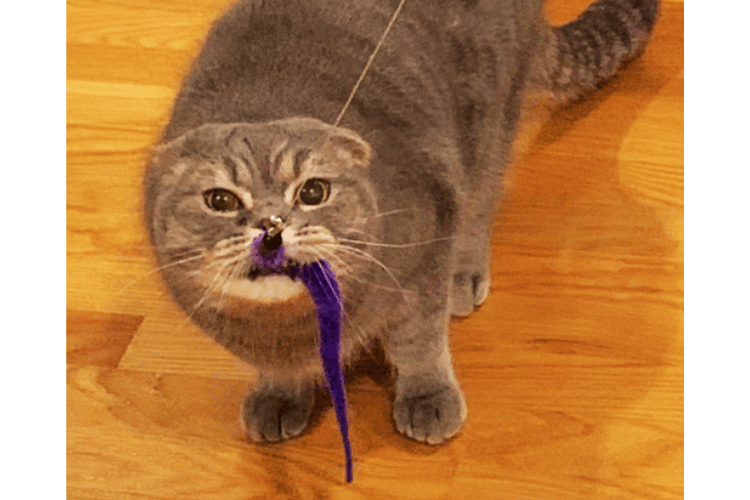 How-do-you-play-with-a-cat-with-a-wand?