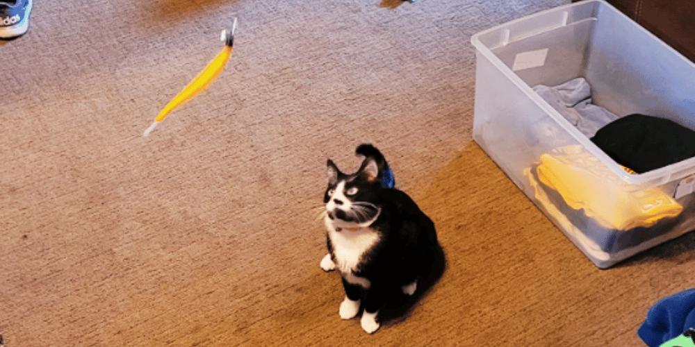 How-do-you-play-with-a-cat-with-a-wand?