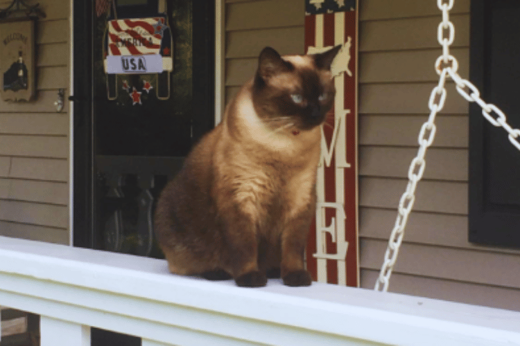 How-often-do-you-change-a-cat's-pee-pad? 