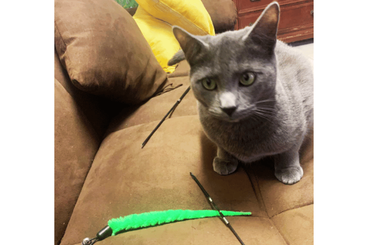 are-wand-toys-safe-for-cats