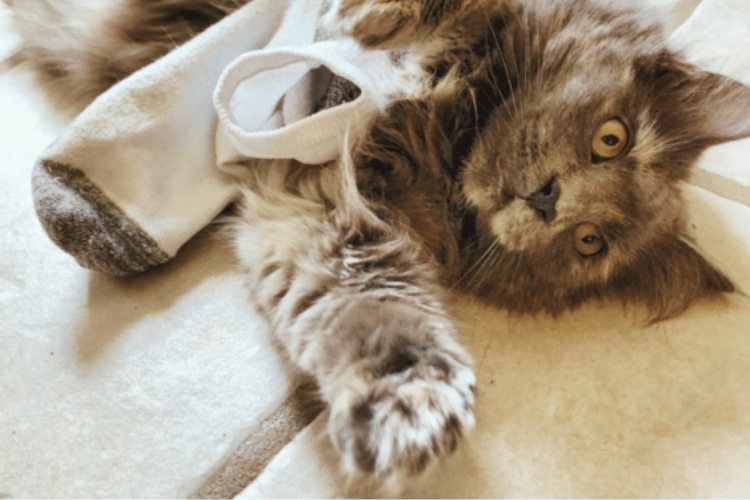 Can Cats Use Pee Pads Instead Of The Litter Box 