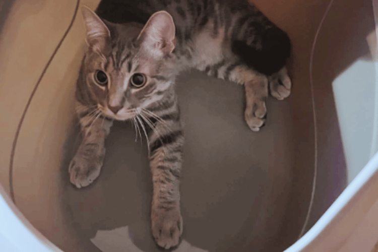 can-cats-use-pee-pads-instead-of-the-litter-box