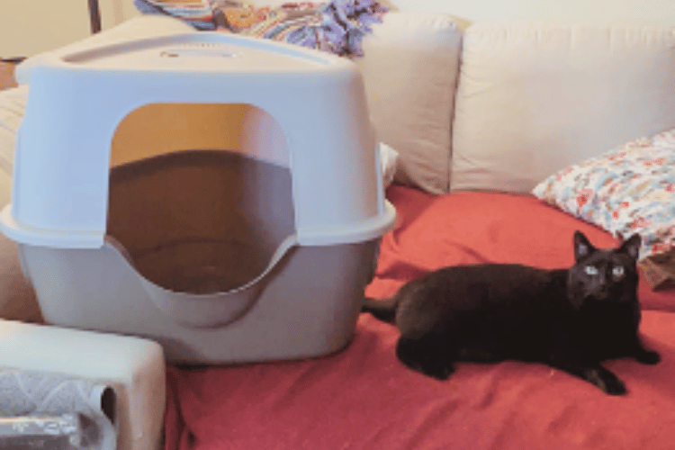 can-cats-use-pee-pads-instead-of-the-litter-box
