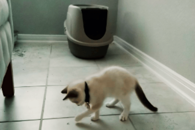 can-cats-use-pee-pads-instead-of-the-litter-box