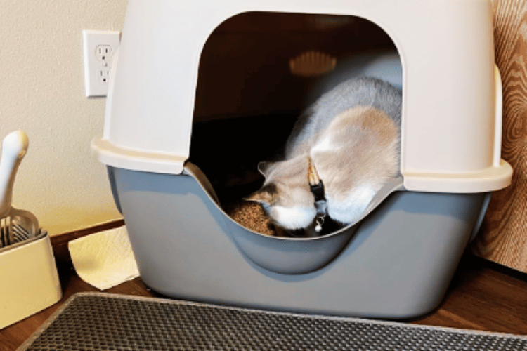 can-cats-use-pee-pads-instead-of-the-litter-box