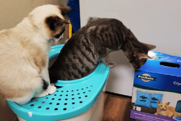 do-air-purifiers-help-with-cat-litter-smell