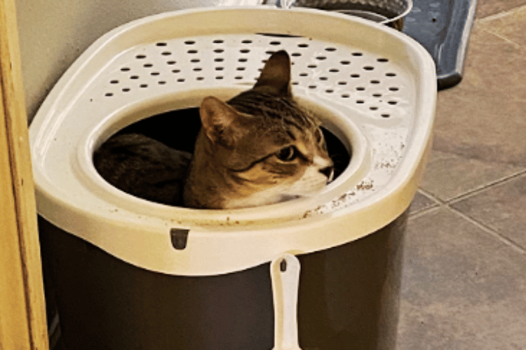 do-air-purifiers-help-with-cat-litter-smell