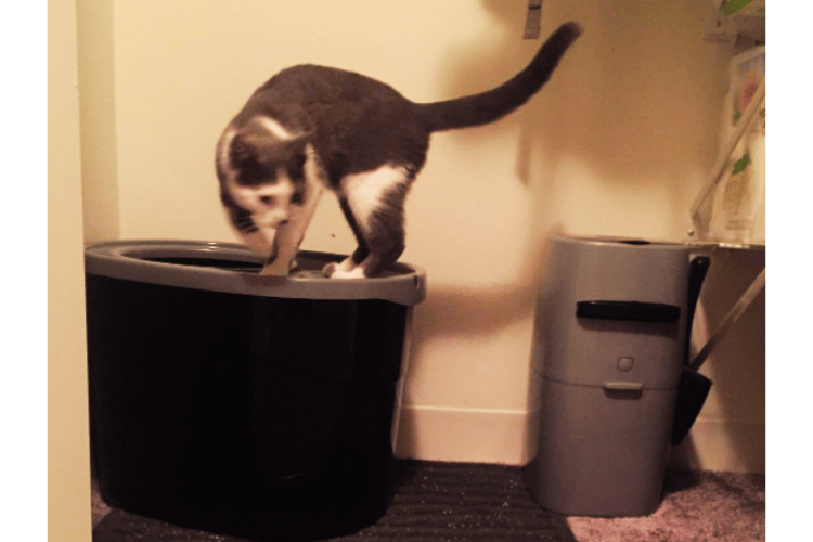 do-air-purifiers-help-with-cat-litter-smell